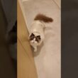 😺「あっ！」#shorts #猫 #もふもふ #ラグドール #甘えん坊猫 #猫のいる暮らし