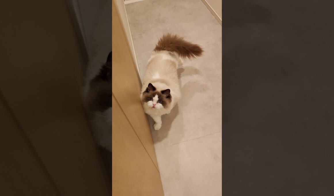 😺「あっ！」#shorts #猫 #もふもふ #ラグドール #甘えん坊猫 #猫のいる暮らし