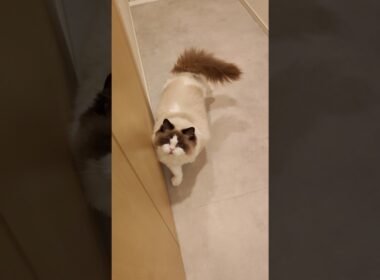 😺「あっ！」#shorts #猫 #もふもふ #ラグドール #甘えん坊猫 #猫のいる暮らし