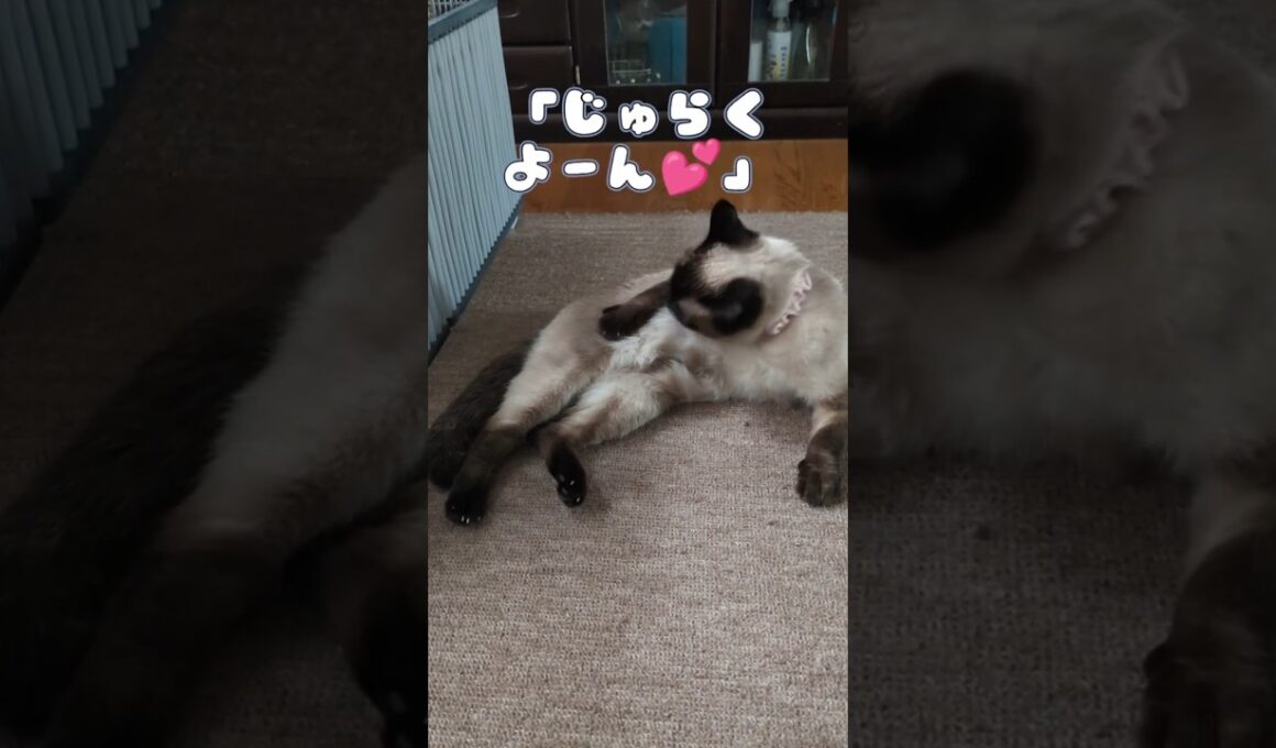 じゅらくよーん💕 #cat #catshorts #しゃむねこ #シャム猫 #猫のいる暮らし #ねこのいる生活