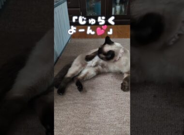 じゅらくよーん💕 #cat #catshorts #しゃむねこ #シャム猫 #猫のいる暮らし #ねこのいる生活