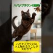 ハバナブラウンの雑学 #雑学 #プチ知識 #ハバナブラウン #短毛種 #猫