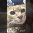 ベテラン子猫、四十九日のめぐる命 #cat  #猫  #ねこ  #保護猫  #shorts  #猫のいる暮らし