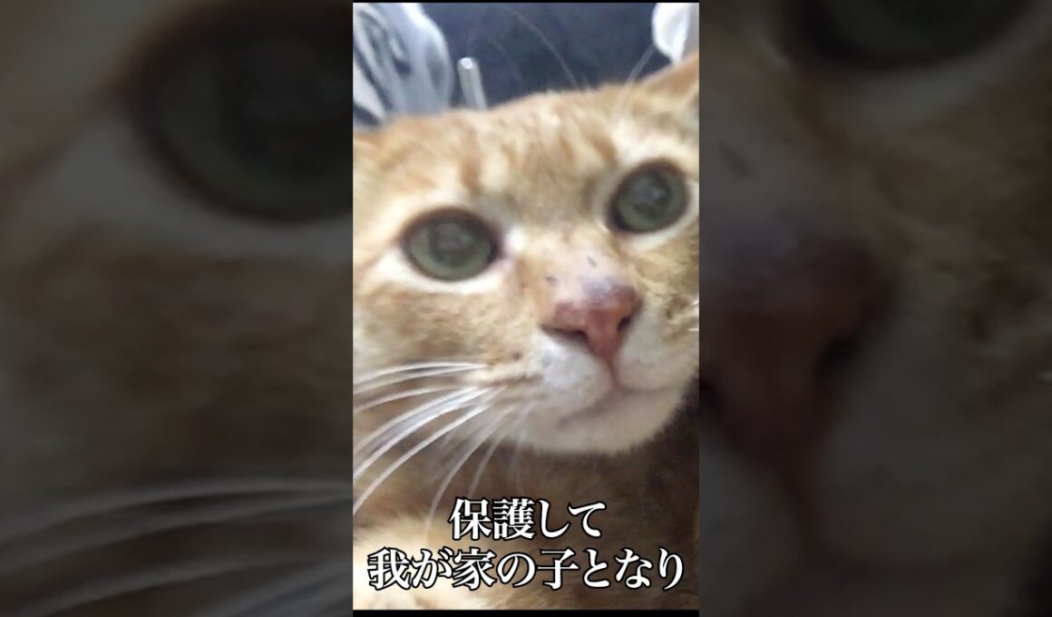 ベテラン子猫、四十九日のめぐる命 #cat  #猫  #ねこ  #保護猫  #shorts  #猫のいる暮らし