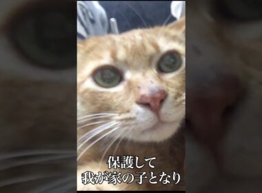 ベテラン子猫、四十九日のめぐる命 #cat  #猫  #ねこ  #保護猫  #shorts  #猫のいる暮らし