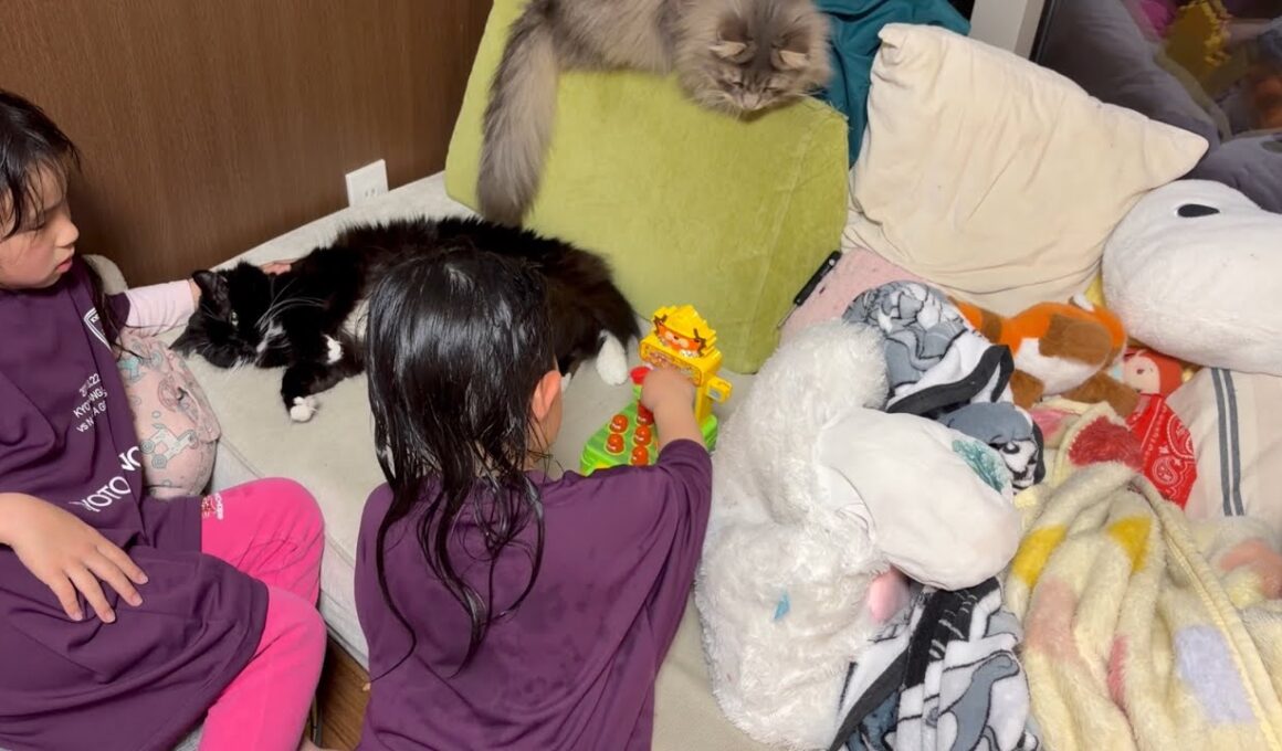 一緒に遊びたい猫とほっておいて欲しい猫　ラガマフィン