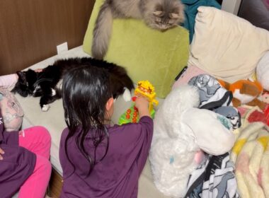 一緒に遊びたい猫とほっておいて欲しい猫　ラガマフィン