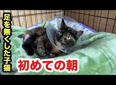 初めての夜を明かしました子猫の様子がこちらです