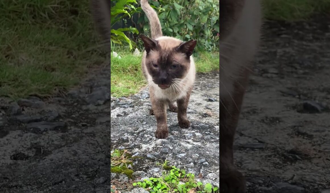 【沖縄地域猫】シャム君😽久し振りにゃ〜