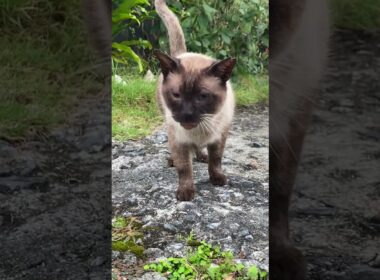 【沖縄地域猫】シャム君😽久し振りにゃ〜