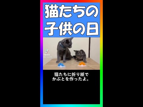 こどもの日なのでかぶとを折り紙で作って猫に被せてみた！ #Shorts