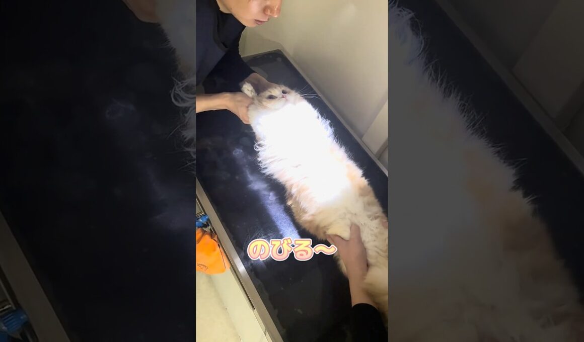 レントゲン中に帰宅後のチュールを楽しみにしてるスコティッシュフォールド