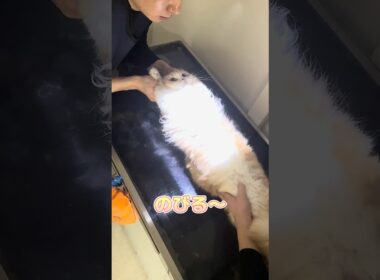 レントゲン中に帰宅後のチュールを楽しみにしてるスコティッシュフォールド