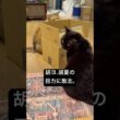 段ボールの乱 #cat #猫のいる暮らし #セルカークレックス #ブリティッシュショートヘア #メインクーン
