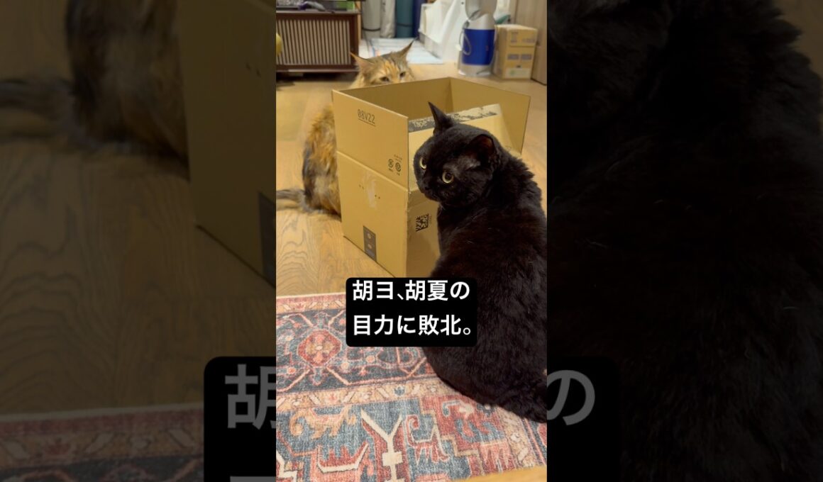 段ボールの乱 #cat #猫のいる暮らし #セルカークレックス #ブリティッシュショートヘア #メインクーン
