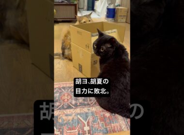 段ボールの乱 #cat #猫のいる暮らし #セルカークレックス #ブリティッシュショートヘア #メインクーン