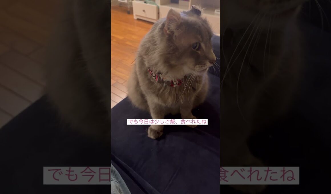 元気になって #ねこ動画 #アメリカンカール