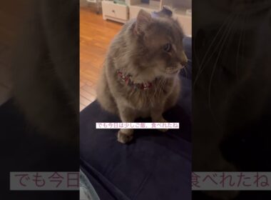 元気になって #ねこ動画 #アメリカンカール