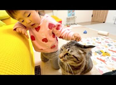 1歳児が呼ぶとすぐ来てくれる猫…優しすぎて涙が出ました...。