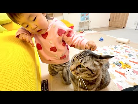 1歳児が呼ぶとすぐ来てくれる猫…優しすぎて涙が出ました...。