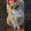 2026/03/31今日のしーちゃん #猫 #ペルシャ #シエル #cat #猫のいる暮らし