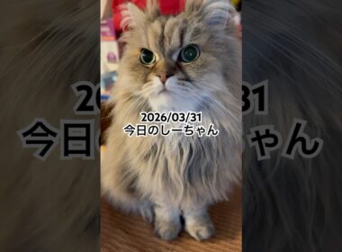 2026/03/31今日のしーちゃん #猫 #ペルシャ #シエル #cat #猫のいる暮らし