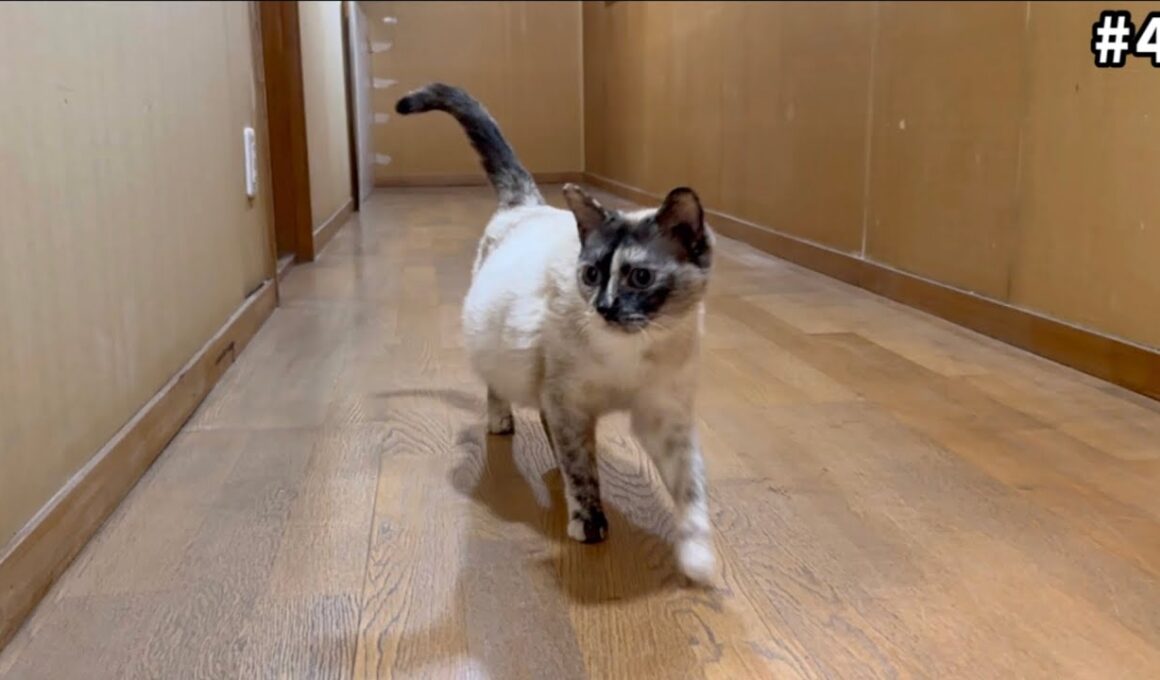 【出産直前】お腹パンパン妊婦猫を散歩に誘ってみたら…