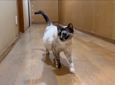 【出産直前】お腹パンパン妊婦猫を散歩に誘ってみたら…