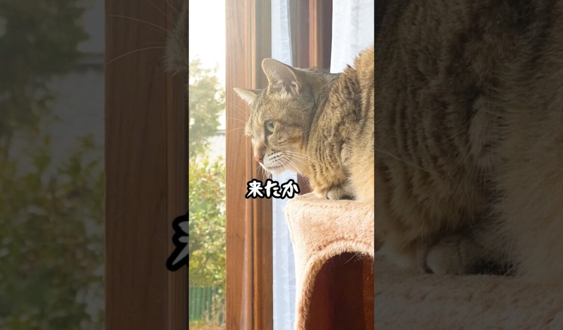 庭に来た野良猫に今までと違う行動する元野良猫に驚いた #元野良猫 #野良猫 #猫のいる暮らし