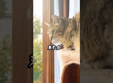 庭に来た野良猫に今までと違う行動する元野良猫に驚いた #元野良猫 #野良猫 #猫のいる暮らし
