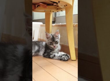 生後103日シルバーのメインクーン翔之介君