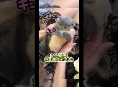 子猫の胸に子犬を預けてみると…