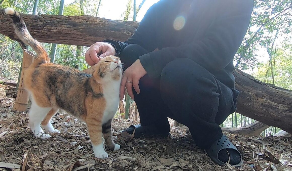 タケノコ掘りよりも父に甘えたい娘猫がいじらしい