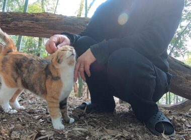 タケノコ掘りよりも父に甘えたい娘猫がいじらしい