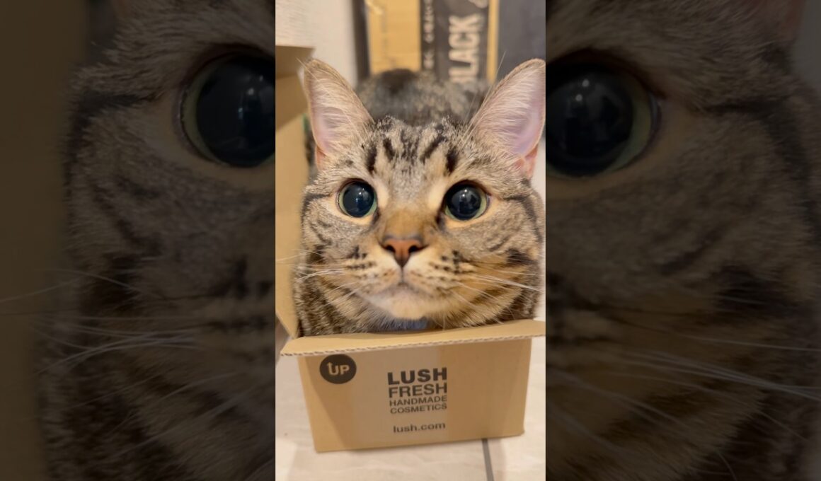 箱入り娘(猫)、可愛すぎて人間を魅了する...www #cat #猫