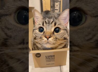 箱入り娘(猫)、可愛すぎて人間を魅了する...www #cat #猫