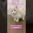 【子猫販売】ねこランド春日部西口店　#サイベリアン #猫のいる暮らし #猫アレルギーでも飼える猫