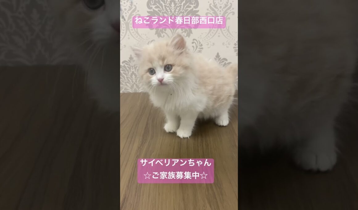【子猫販売】ねこランド春日部西口店　#サイベリアン #猫のいる暮らし #猫アレルギーでも飼える猫