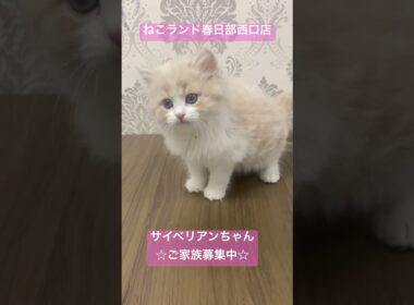 【子猫販売】ねこランド春日部西口店　#サイベリアン #猫のいる暮らし #猫アレルギーでも飼える猫