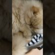 😾ママやめて💢…ハーミが居なくなったら、益々寝てばかり💤…【猫：今日のひとコマ】ホワイトヒマラヤン15歳チーノ　#cat #cute #猫のいる暮らし