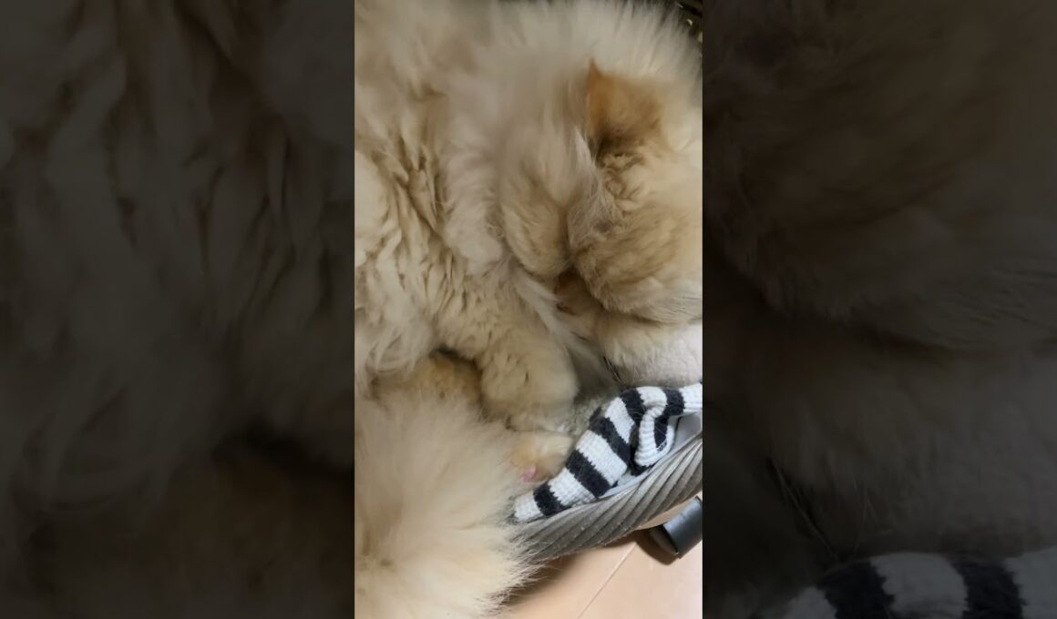 😾ママやめて💢…ハーミが居なくなったら、益々寝てばかり💤…【猫：今日のひとコマ】ホワイトヒマラヤン15歳チーノ　#cat #cute #猫のいる暮らし