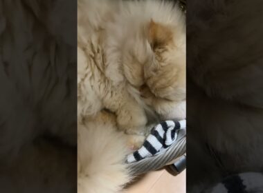 😾ママやめて💢…ハーミが居なくなったら、益々寝てばかり💤…【猫：今日のひとコマ】ホワイトヒマラヤン15歳チーノ　#cat #cute #猫のいる暮らし