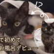 【双子保護猫】子猫の初めてのお風呂デビュー