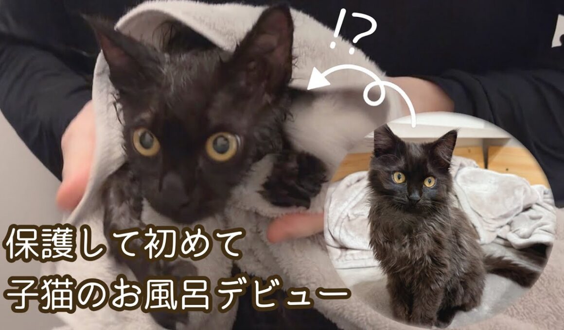 【双子保護猫】子猫の初めてのお風呂デビュー