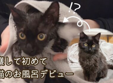 【双子保護猫】子猫の初めてのお風呂デビュー