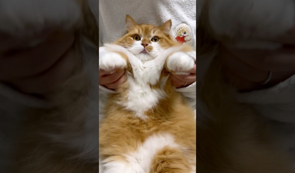 みんながんばれーฅ^•ω•^ฅ #shorts #猫 #マンチカン #短足マンチカン #cat #munchkin