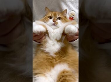 みんながんばれーฅ^•ω•^ฅ #shorts #猫 #マンチカン #短足マンチカン #cat #munchkin