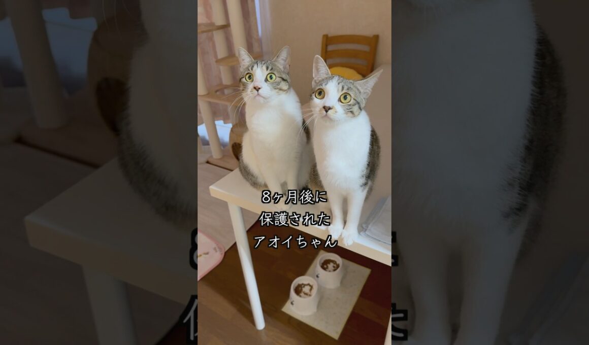 息ピッタリの保護猫姉妹＆心臓疾患の子猫の呼吸数は？🐱 #shorts  #子猫の成長日記 #保護子猫