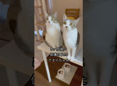 息ピッタリの保護猫姉妹＆心臓疾患の子猫の呼吸数は？🐱 #shorts  #子猫の成長日記 #保護子猫