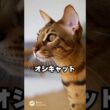 見た目はワイルドなのに、意外に人なつっこい猫…オシキャット😽｜猫の雑学  #shorts #猫のいる暮らし #猫の雑学 #cat #猫好きさんと繋がりたい #猫